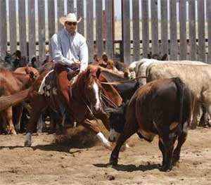 Just Add Cattle