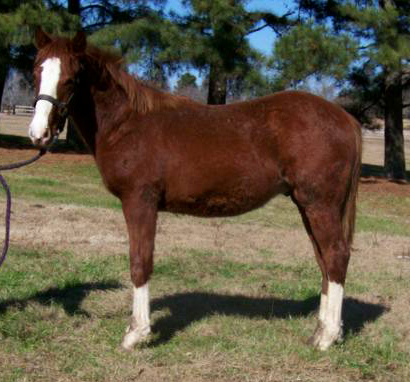 2009 Colt WR This Cats Smart out of Dualins Pretty Baby